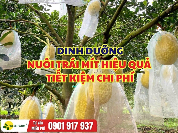 Dinh Dưỡng Nuôi Trái Mít Hiệu Quả – Bón Gì, Bao Nhiêu Là Đủ?