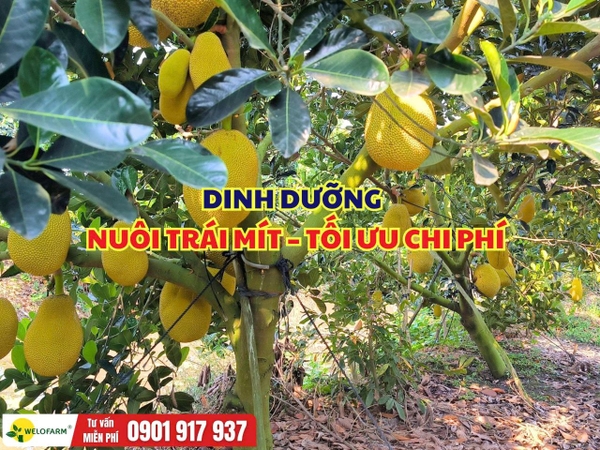  Dinh Dưỡng Nuôi Trái Mít – Cách Đi Dinh Dưỡng Để Tối Ưu Chi Phí