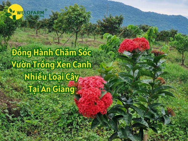 Hành Trình Chăm Sóc Vườn Trồng Xen Canh Nhiều Loại Cây Tại An Giang