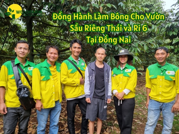 Đồng Hành Làm Bông Vườn Sầu Riêng Thái và Ri 6 Tại Đồng Nai
