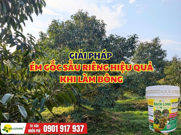 Giải Pháp Ém Gốc Sầu Riêng Hiệu Quả, Chuẩn Bị Làm Bông