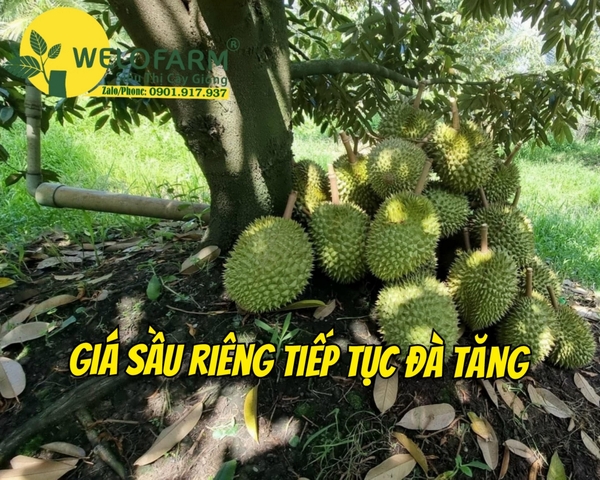 Giá Sầu Riêng Tiếp Tục Đà Tăng – Tin Vui Cho Bà Con Trồng Sầu Riêng