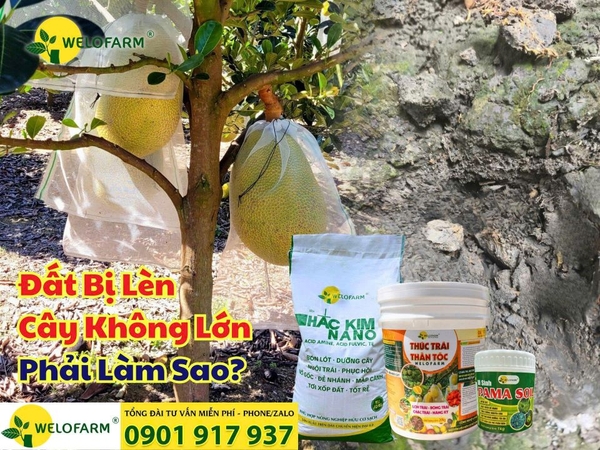 ⚡ Giải Pháp Xử Lý Khi Đất Bị Lèn, Cây Không Lớn