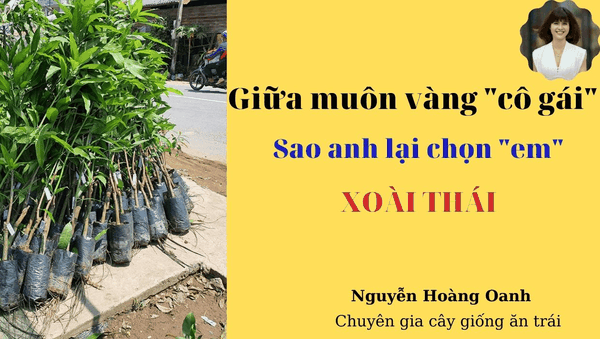GIỮA MUÔN VÀNG “CÔ GÁI” _ SAO ANH LẠI CHỌN “EM”? – XOÀI THÁI