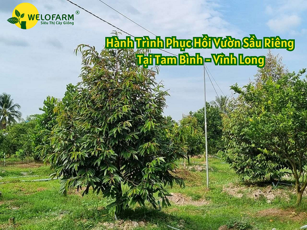 Hành Trình Phục Hồi Vườn Sầu Riêng Tại Tam Bình - Vĩnh Long