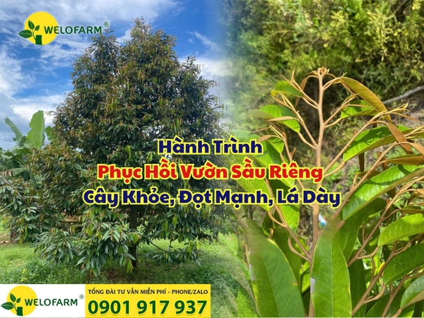 🌿 Hành Trình Phục Hồi Vườn Sầu Riêng - Cây Khỏe, Đọt Mạnh, Lá Dày