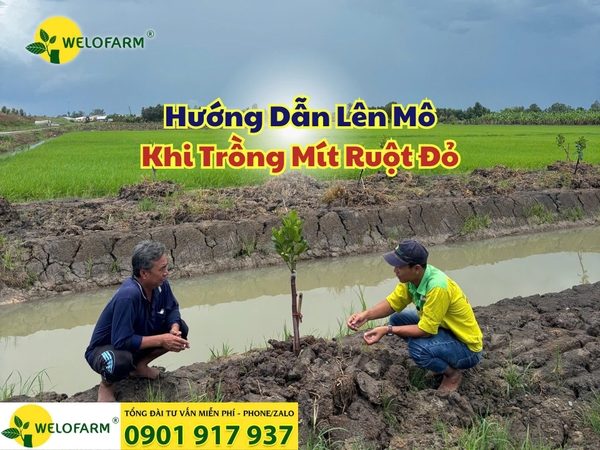 🌱 Hướng Dẫn Lên Mô Trồng Mít Ruột Đỏ Đúng Cách