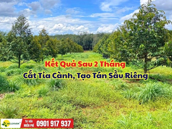 🌳 Kết Quả Sau 2 Tháng Cắt Cành, Tạo Tán Sầu Riêng