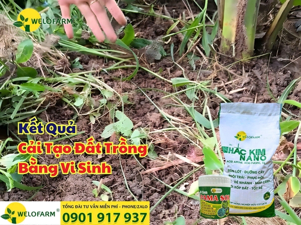 🌱 Kết Quả Cải Tạo Đất Trồng Bằng Vi Sinh
