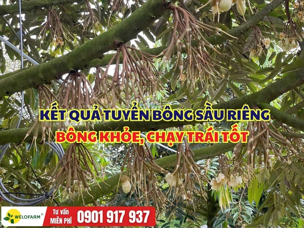 ⚡ KẾT QUẢ TUYỂN BÔNG SẦU RIÊNG – BÔNG KHỎE, CHẠY TRÁI TỐT