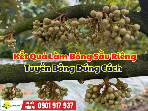 🌸 Kết Quả Làm Bông Sầu Riêng – Tuyển Bông Đúng Cách