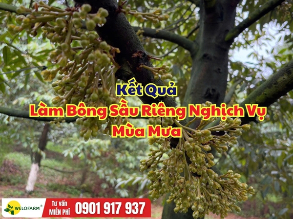 🌸 Kết Quả Làm Bông Sầu Riêng Nghịch Vụ Mùa Mưa