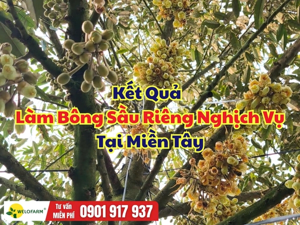 🌸 KẾT QUẢ LÀM BÔNG SẦU RIÊNG NGHỊCH VỤ MIỀN TÂY