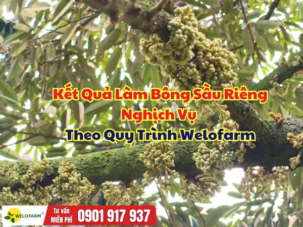 🌸 Kết Quả Làm Bông Sầu Riêng Nghịch Vụ Theo Quy Trình Welofarm
