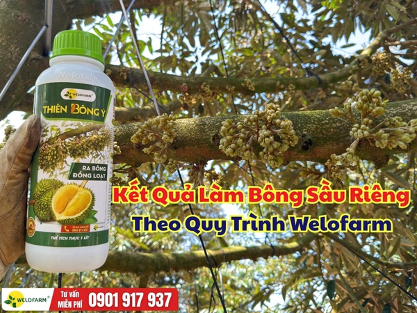 🌸 Kết Quả Làm Bông Sầu Riêng Theo Quy Trình Welofarm 