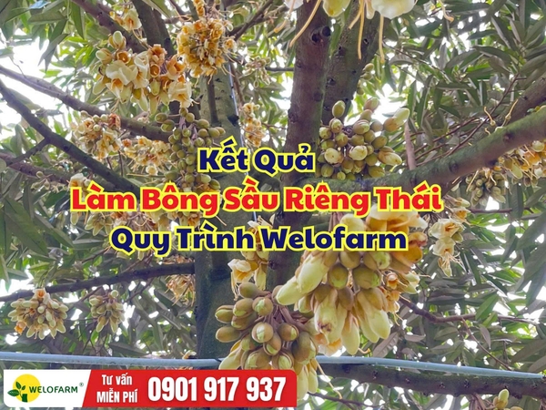 🌸 KẾT QUẢ LÀM BÔNG SẦU RIÊNG THÁI THEO QUY TRÌNH WELOFARM