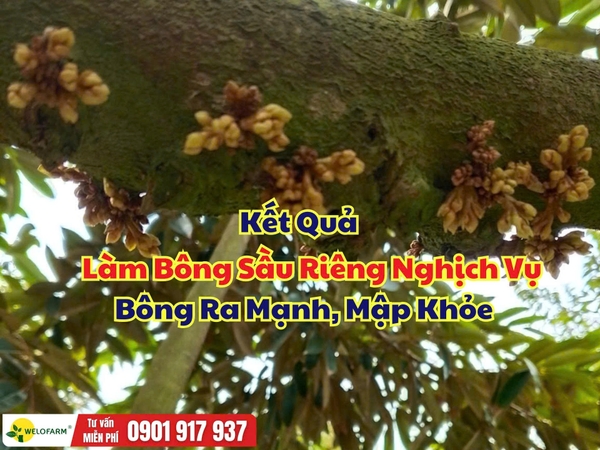 🌸 Kết Quả Làm Bông Sầu Riêng Nghịch Vụ – Bông Ra Mạnh, Mập Khỏe