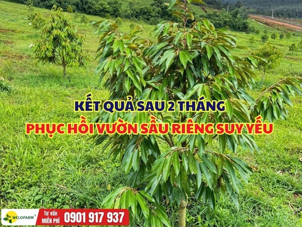 🌳 KẾT QUẢ SAU 2 THÁNG PHỤC HỒI VƯỜN SẦU RIÊNG SUY YẾU 