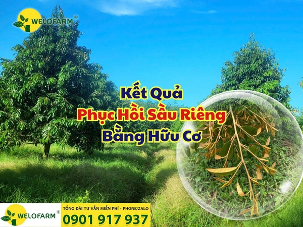 🌿 Phục Hồi Sầu Riêng Bằng Hữu Cơ – Đọt Ra Như Rau Muống