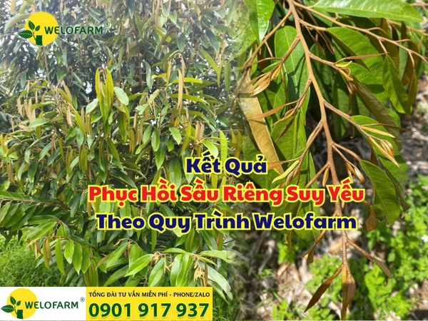 ⚡ Phục Hồi Vườn Sầu Riêng Suy Yếu Nặng Theo Quy Trình Welofarm