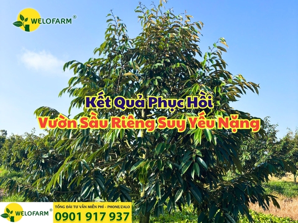 🌳 Kết Quả Phục Hồi Vườn Sầu Riêng Suy Yếu Nặng