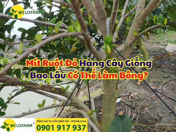 ⚡ Mít Ruột Đỏ Hàng Cây Giống Bao Lâu Có Thể Làm Bông?