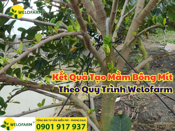 🎉 Kết Quả Tạo Mầm Bông Mít Theo Quy Trình Welofarm 