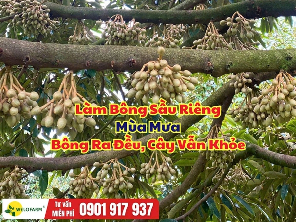 🌸 Làm Bông Sầu Riêng Mùa Mưa, Bông Vẫn Ra Đều, Cây Vẫn Khỏe