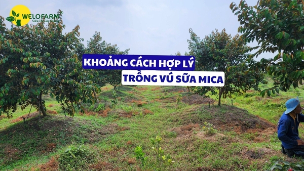 Nên Trồng Vú Sữa Tím Mica Với Khoảng Cách Bao Nhiêu Là Hợp Lý?
