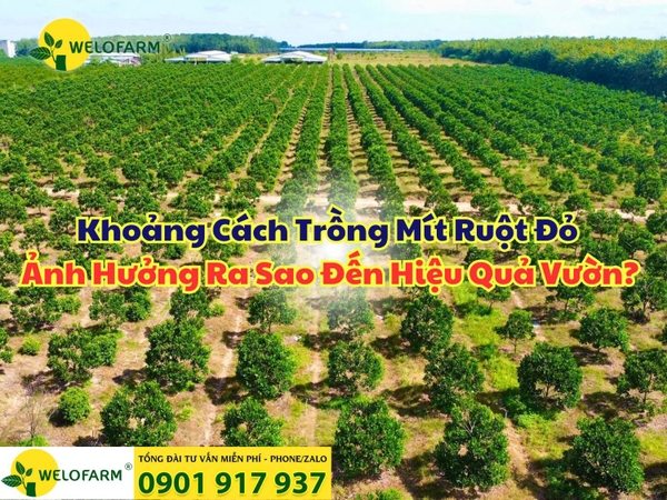 ⚡ Khoảng Cách Trồng Mít Ruột Đỏ Ảnh Hưởng Ra Sao Đến Hiệu Quả Vườn?