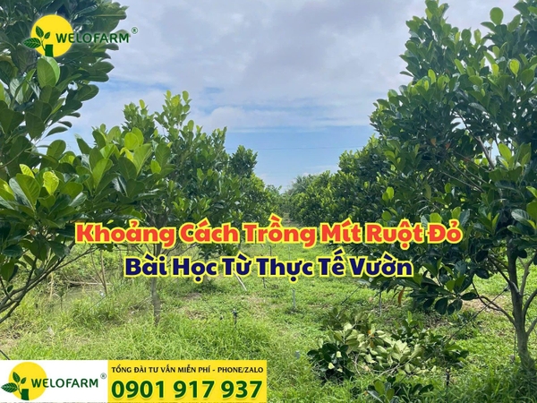 ⚡ Khoảng Cách Trồng Mít Ruột Đỏ Hợp Lý – Bài Học Từ Thực Tế Vườn