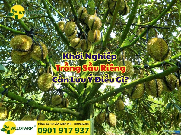 ⚡ KHỞI NGHIỆP TRỒNG SẦU RIÊNG – BÀ CON CẦN LƯU Ý ĐIỀU GÌ?