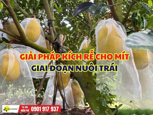 Kích Rễ Cho Mít Giai Đoạn Nuôi Trái