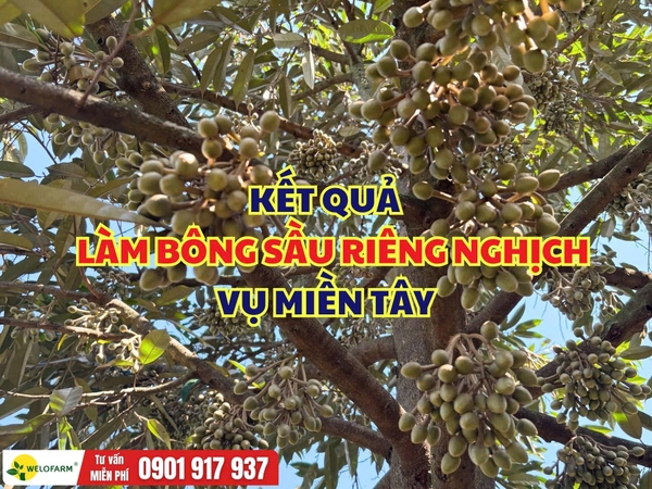🌸 KẾT QUẢ LÀM BÔNG SẦU RIÊNG NGHỊCH VỤ MIỀN TÂY