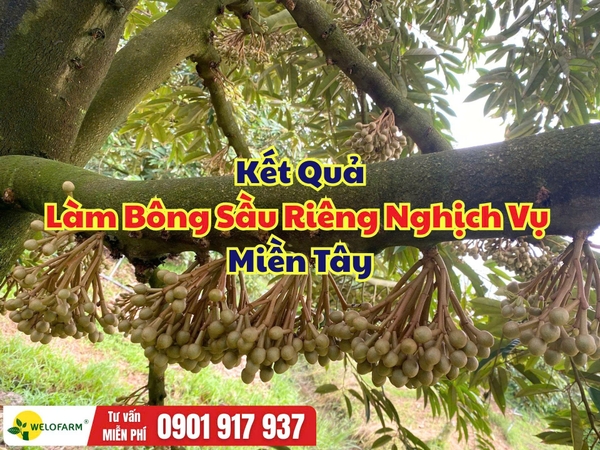 🌸 KẾT QUẢ LÀM BÔNG SẦU RIÊNG NGHỊCH VỤ MIỀN TÂY