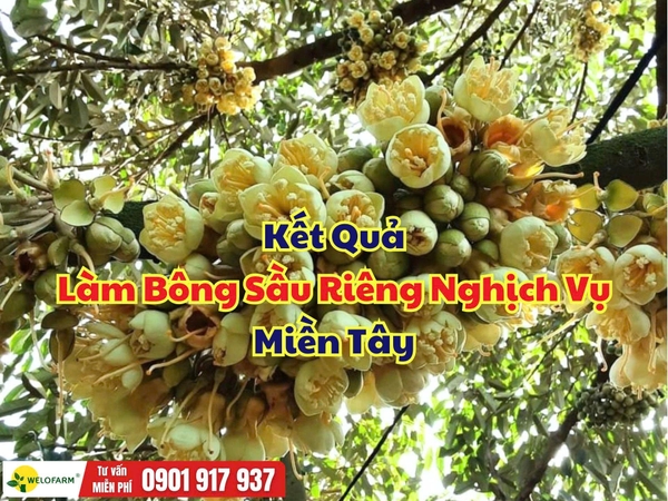 🌸 Làm Bông Sầu Riêng Nghịch Vụ Miền Tây Cùng Welofarm