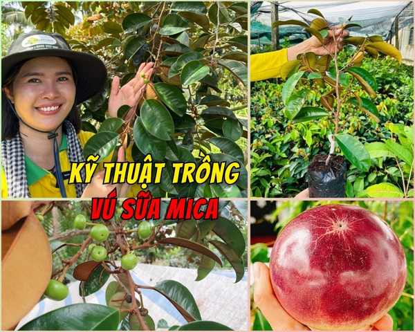 Kỹ Thuật Trồng Vú Sữa Mica Nhanh Phát Triển - Đậu Trái Nhiều