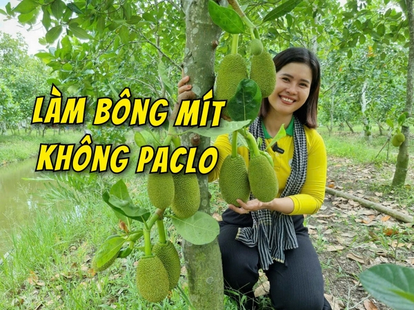 ✅✅✅TIẾT LỘ PHƯƠNG PHÁP LÀM BÔNG MÍT HỮU CƠ RA BÔNG ĐỒNG LOẠT🌟