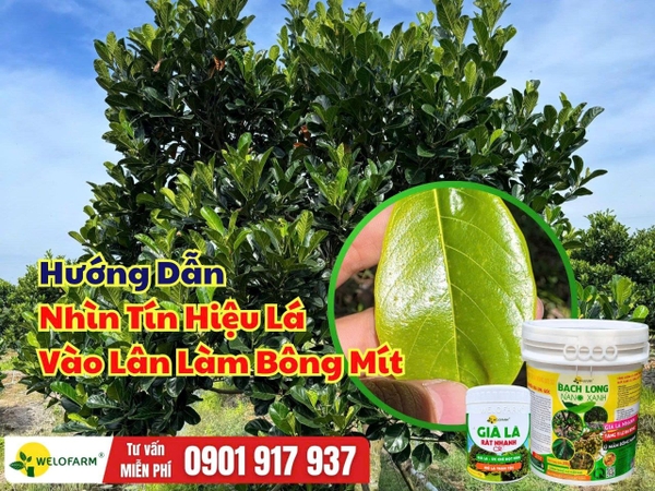 Làm Bông Mít Nghịch Vụ: Nhìn Lá Để Chọn Đúng Thời Điểm Vào Lân