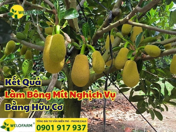 🎉 KẾT QUẢ LÀM BÔNG MÍT RUỘT ĐỎ NGHỊCH VỤ BẰNG HỮU CƠ