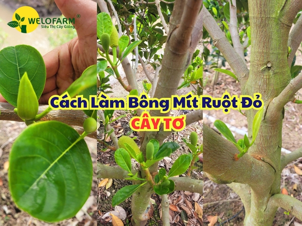 Cách Làm Bông Mít Ruột Đỏ - Giúp Mít Nhanh Ra Bông Dù Là Cây Tơ