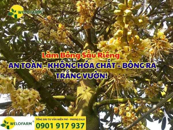 🌸 LÀM BÔNG SẦU RIÊNG AN TOÀN - KHÔNG HÓA CHẤT – BÔNG RA TRẮNG VƯỜN!