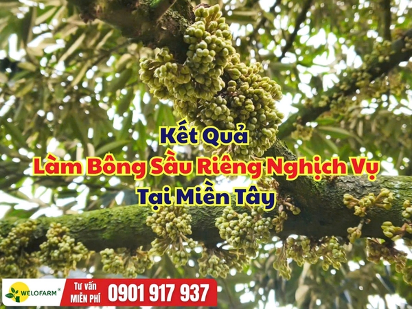 🌸 KẾT QUẢ LÀM BÔNG SẦU RIÊNG NGHỊCH VỤ TẠI MIỀN TÂY