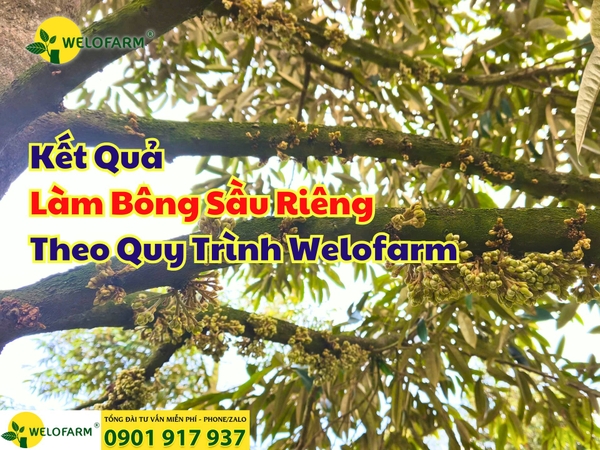 🌸 Làm Bông Sầu Riêng Thuận Vụ Không Hóa Chất – Bông Quá Đẹp 🌸 