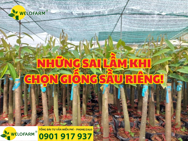 NHỮNG SAI LẦM KHI CHỌN MUA CÂY GIỐNG SẦU RIÊNG!