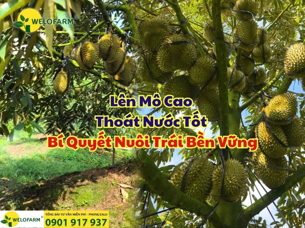 ⚡ Lên Mô Cao - Thoát Nước Tốt - Bí Quyết Nuôi Trái Bền Vững