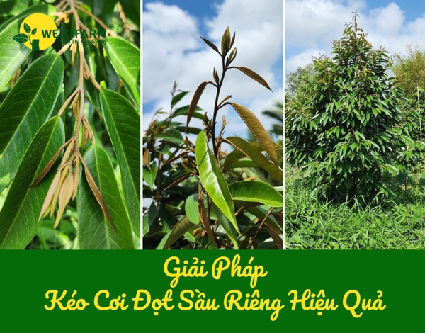 🌿GIẢI PHÁP KÉO ĐỌT SẦU RIÊNG HIỆU QUẢ