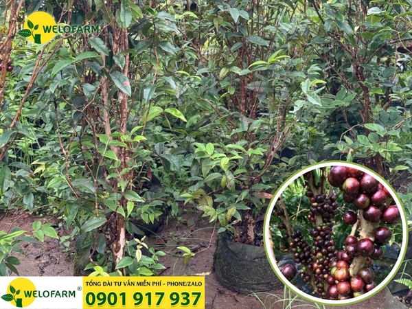 ⚡ NHO THÂN GỖ 12 VỤ SẴN TRÁI – SỐ LƯỢNG CÓ HẠN