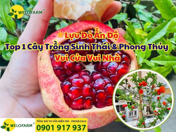 🌟Lựu Đỏ Ấn Độ – Top 1 Cây Trồng Sinh Thái & Phong Thủy Vui Cửa Vui Nhà