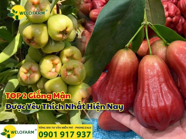 🌟 TOP 2 Giống Mận Được Yêu Thích Nhất Hiện Nay – Trái Đẹp, Dễ Trồng, Hiệu Quả Kinh Tế Cao